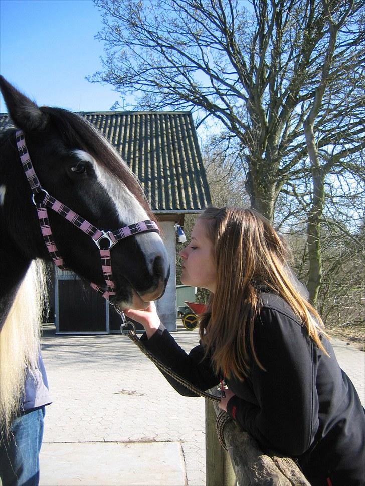 Irish Cob IrishSwan's Babeth Mischa - Mischa & Julie billede 9