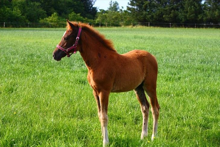 New Forest Calandias Bright Star billede 6