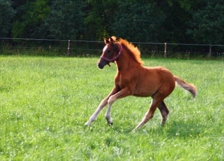 New Forest Calandias Bright Star billede 7