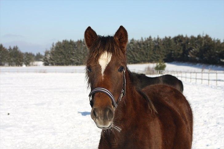 New Forest Calandias Bright Star billede 8