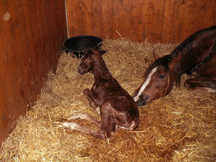 New Forest Calandias Bright Star billede 9