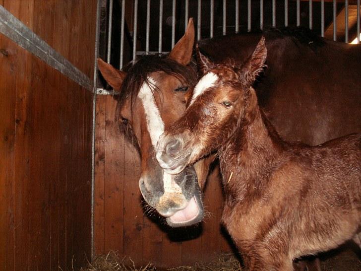 New Forest Calandias Bright Star billede 10