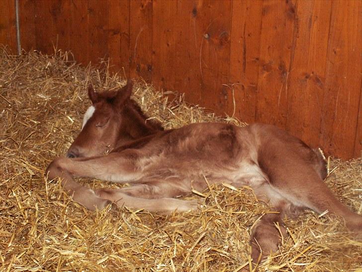 New Forest Calandias Bright Star billede 12