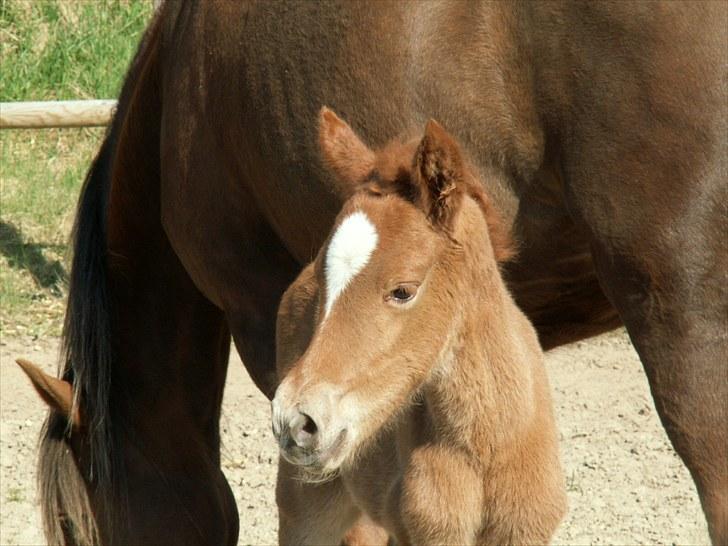 New Forest Calandias Bright Star billede 13