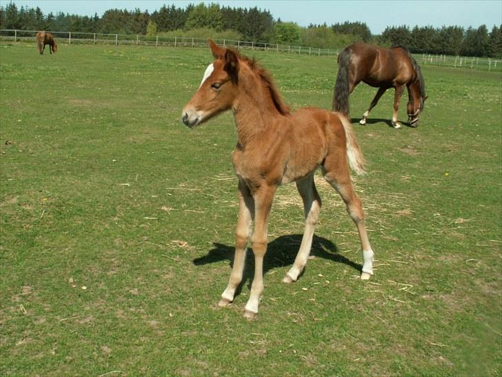 New Forest Calandias Bright Star billede 14