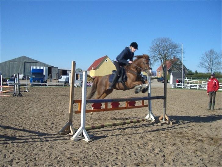 Welsh Cob (sec D) Ramona*B-PONY* billede 14