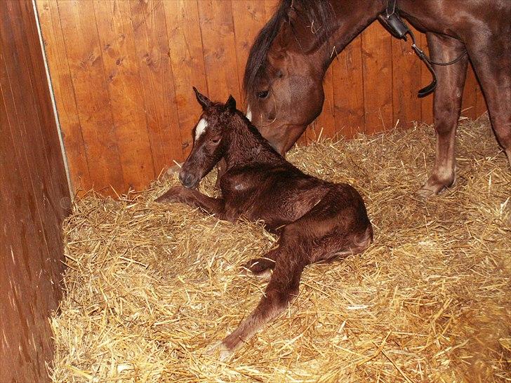 New Forest Calandias Bright Star billede 15