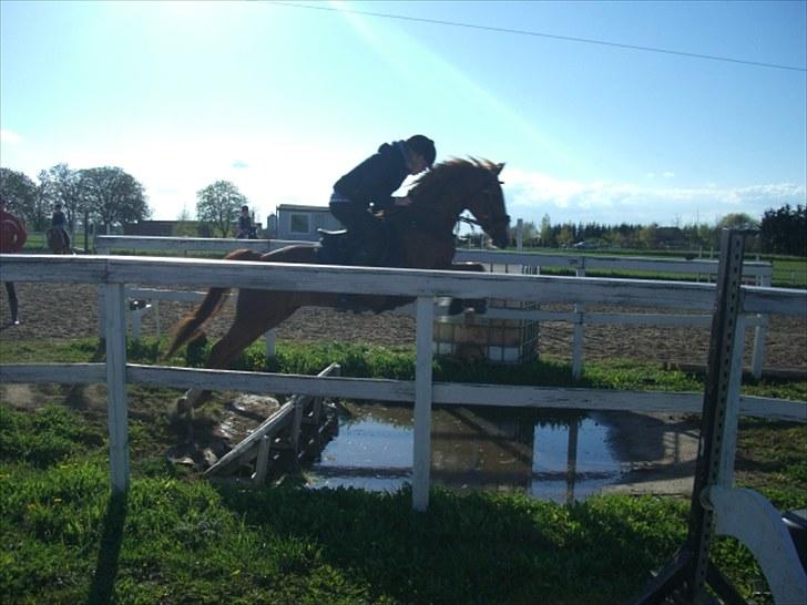 Welsh Cob (sec D) Ramona*B-PONY* billede 15