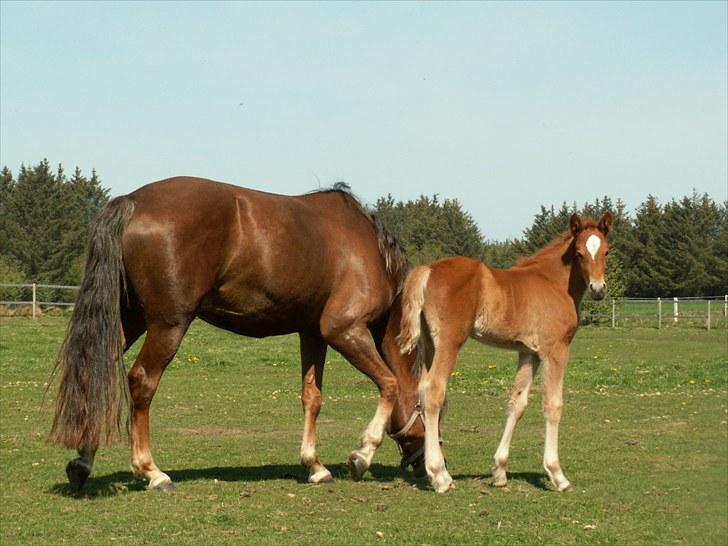 New Forest Calandias Bright Star billede 16