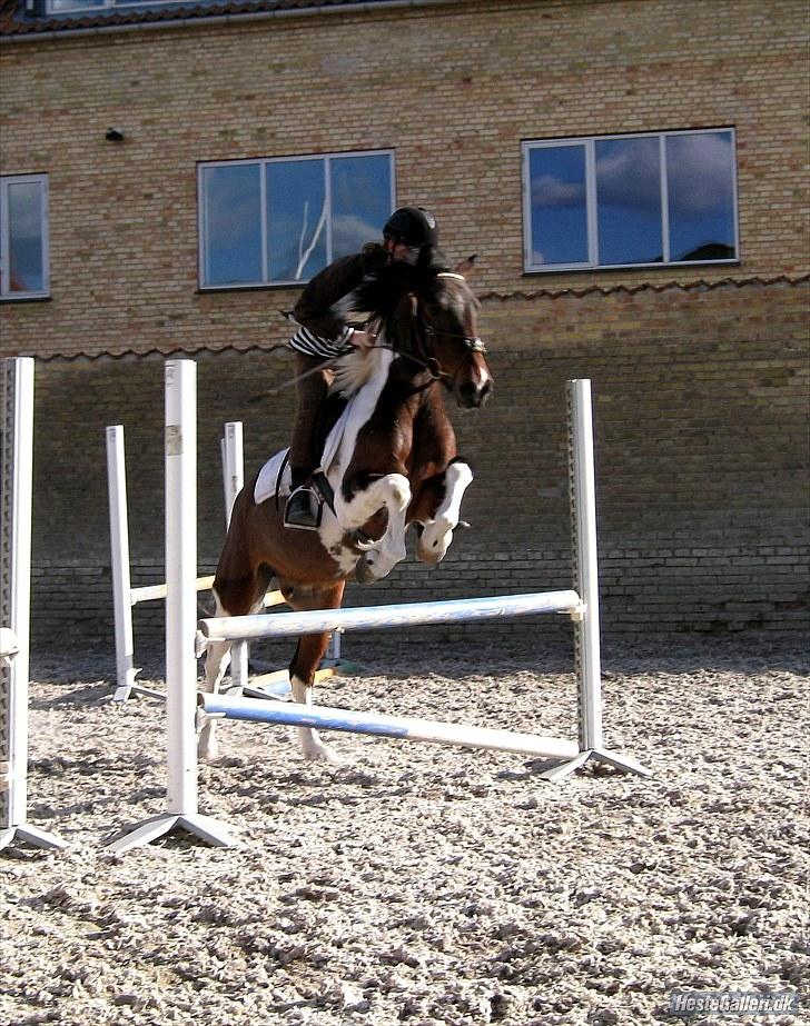 Anden særlig race Apache<3 rider ikke mere - springer på banen billede 10