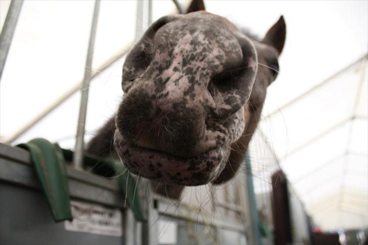 Anden særlig race Belle  - Verdens mest plettede mule, du så sød pony! - foto: Kirstine Bystrup. billede 3