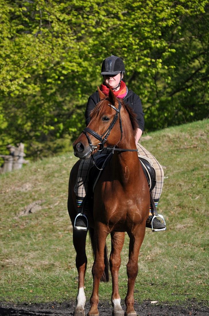 Fuldblod (XX) Malou *RIP* billede 11