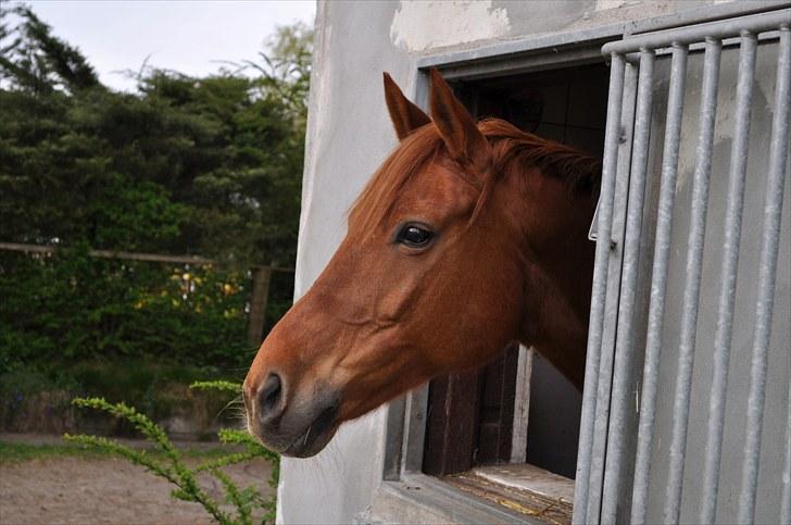 Fuldblod (XX) Malou *RIP* billede 12