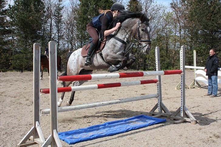Anden særlig race Belle  - Springtræning! - foto: Kirstine Bystrup.  billede 5