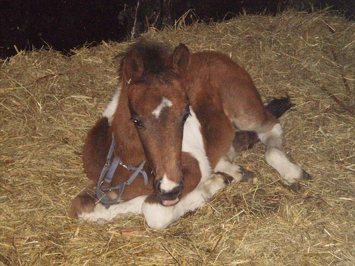Anden særlig race Østermarkens Euro Star  - Velkommen til Euro Star´s profil håber i syntes godt om ham<3 Min grime er gledet billede 1