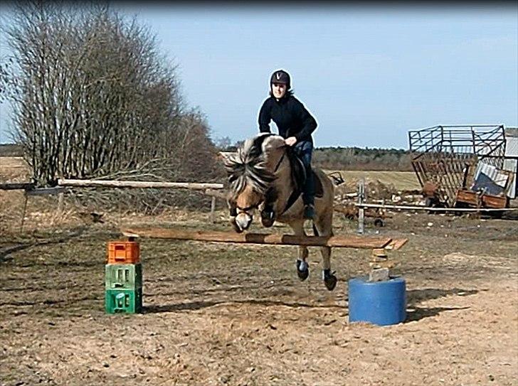 Fjordhest TOT - 90CM SPRIING! <3er sku stolt over at han sprunget 90 cm :D tro ikke lige det ville ske for os :D så er MEGA  stolt over ham :D han er bleven så dygtigt   til at springe :D P.S billeder er taget fra en video så derfor er det ikke det bedste kvalitet  billede 4