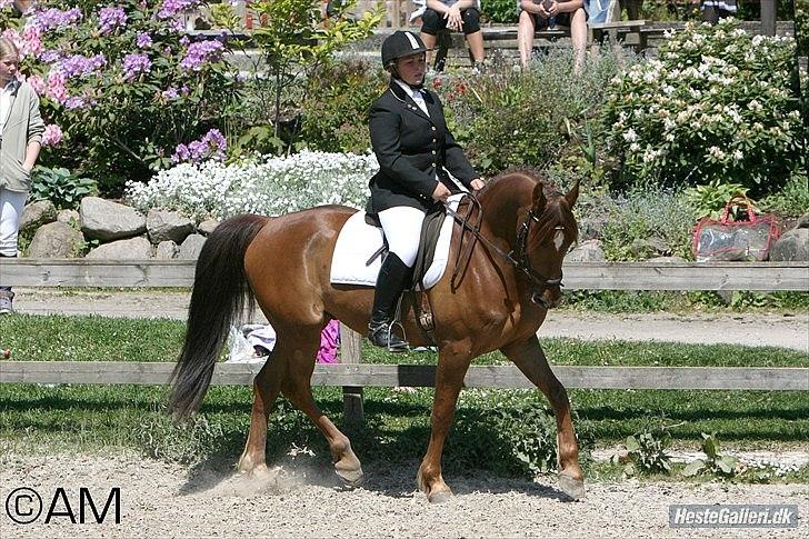 Sportsaraber (A) Zalka Zazu Mufaza *Drømmeprinsen* Himmelhest R.I.P - LC1 ågaarden 66,66%  billede 6