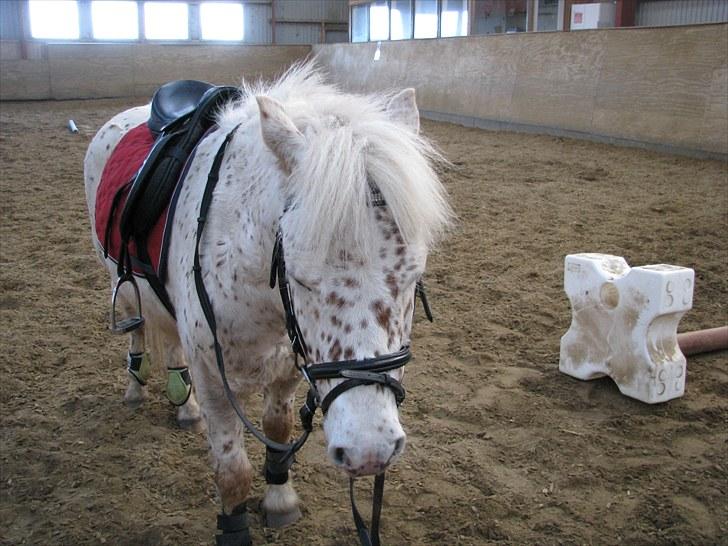 Knabstrupper uffe  - jeg er træt billede 1