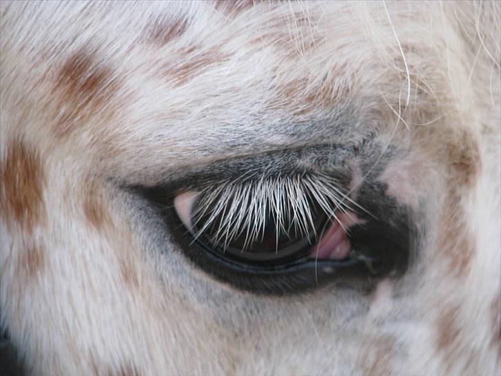 Knabstrupper uffe  - jeg er såå lækker billede 2