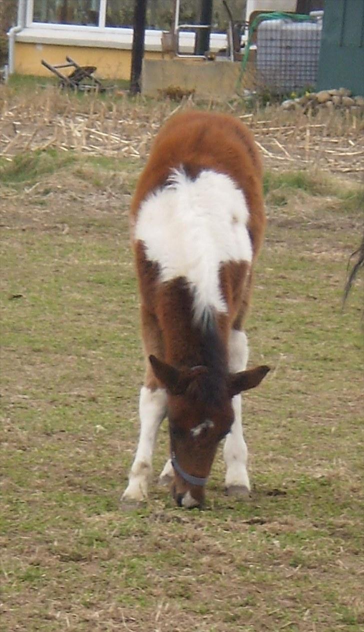 Anden særlig race Østermarkens Euro Star  - På fold<3 billede 2