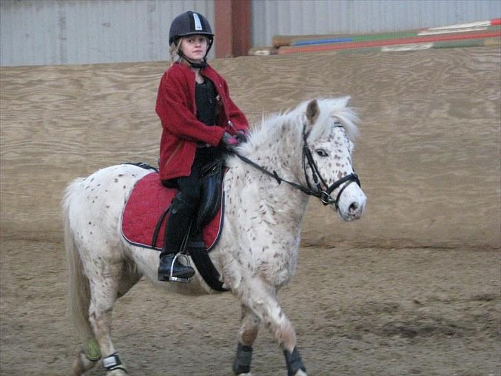 Knabstrupper uffe  - vii er cool billede 5