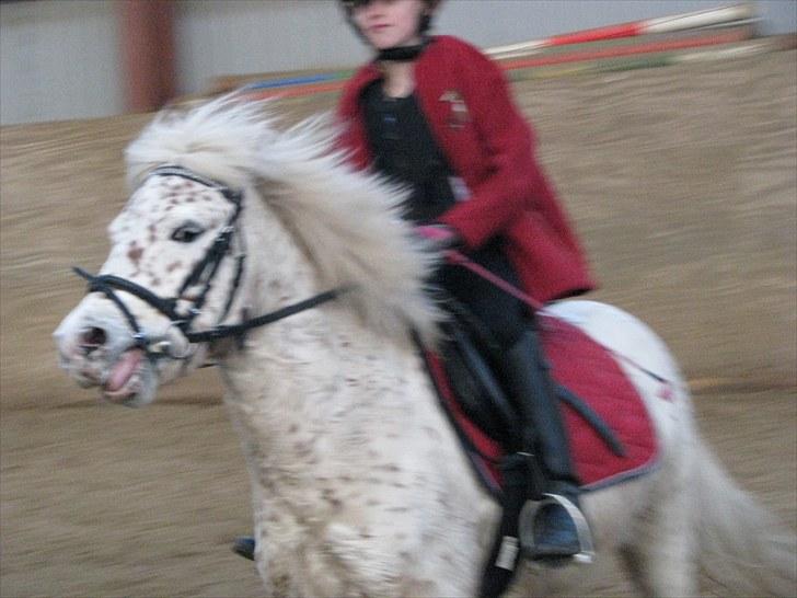 Knabstrupper uffe  - gallop  billede 6