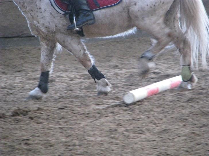 Knabstrupper uffe  - mine ben er små billede 7