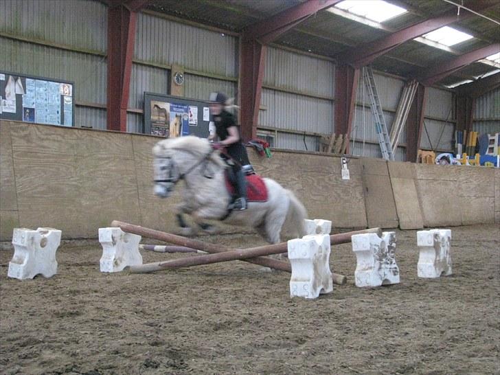 Knabstrupper uffe  - vi springer 60 cm hop hop hop billede 8