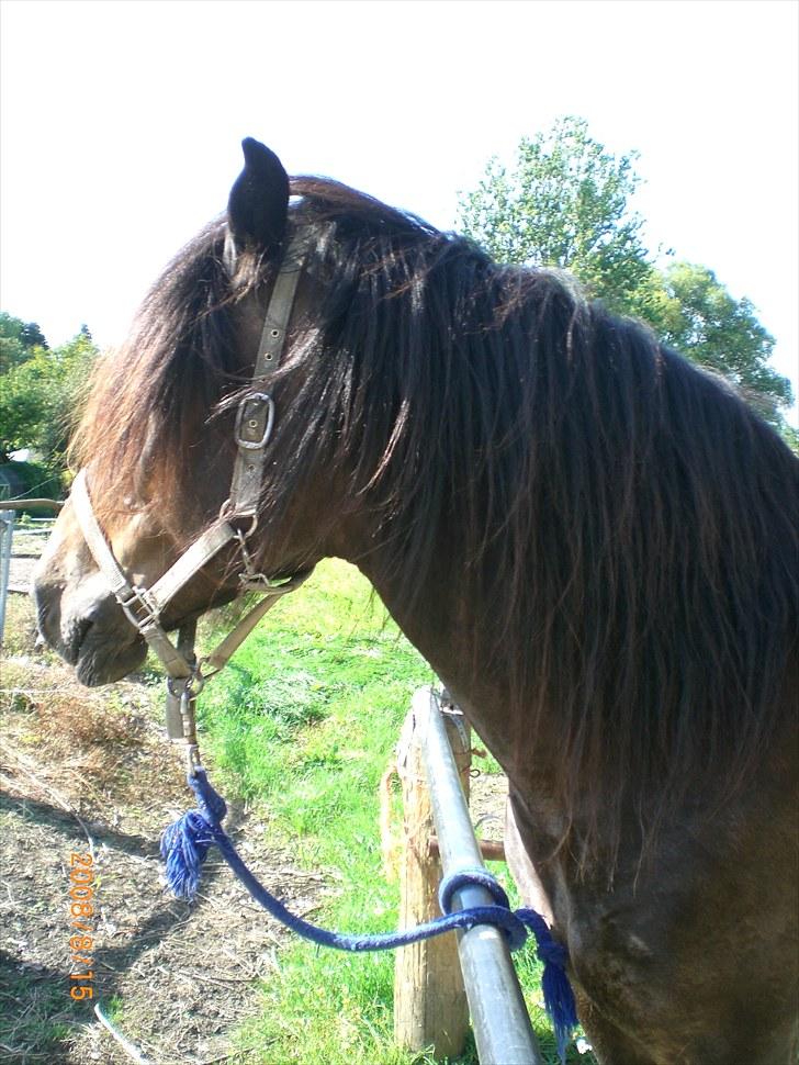 Anden særlig race Buller [Tidl. Hest] billede 9