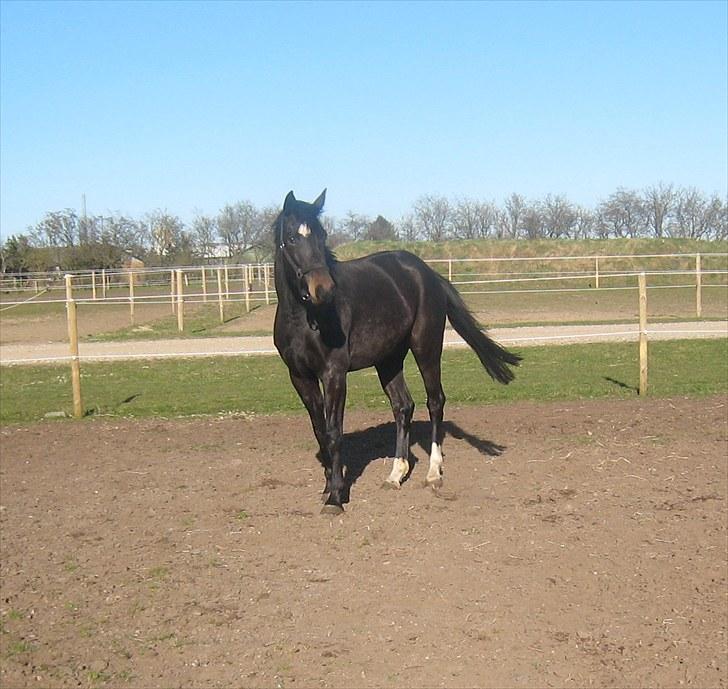 Holstener Sheila Imperial billede 6