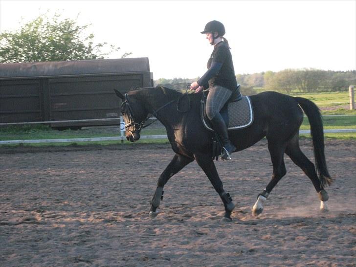 Holstener Sheila Imperial - Maj 10 - Redet 1 måned... billede 7