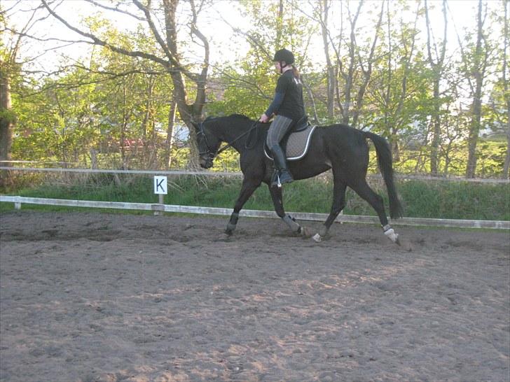 Holstener Sheila Imperial billede 8