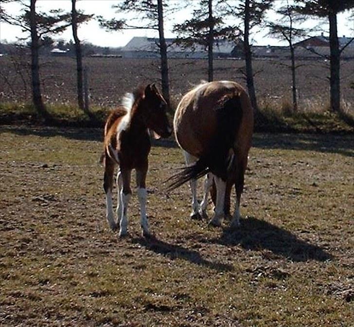 Anden særlig race Østermarkens Euro Star  - Mig og mor på fold : ) billede 3