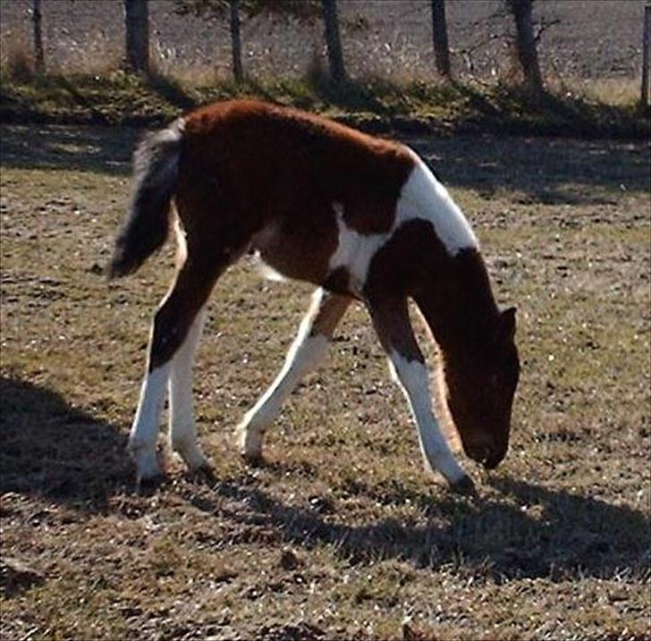 Anden særlig race Østermarkens Euro Star  - Det er lidt svært at nå græsset : ) billede 4