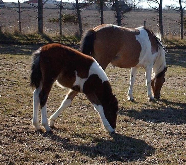 Anden særlig race Østermarkens Euro Star  - Mig og mor spiser græs<3 billede 5