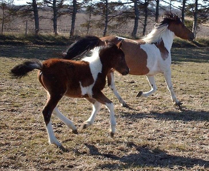 Anden særlig race Østermarkens Euro Star  - Fuld galop : ) billede 6