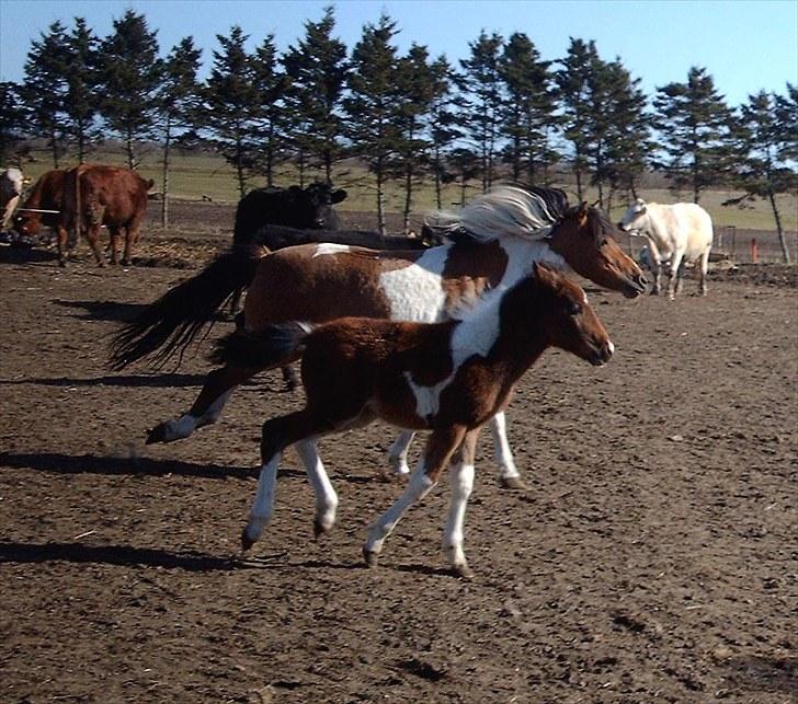 Anden særlig race Østermarkens Euro Star  - Hvem kommer først? billede 7