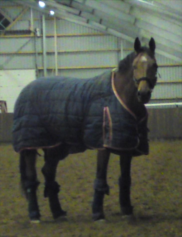 Dansk Varmblod Bakkely`s La`Mour billede 15