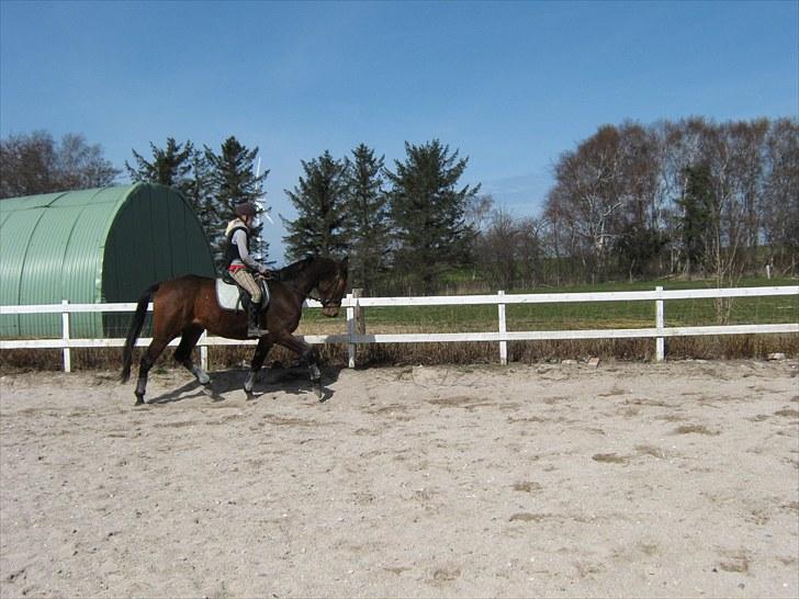 Dansk Varmblod Fredbo's Accord - En af de første gange jeg var oppe og ride på ham (: billede 15