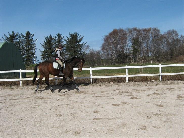 Dansk Varmblod Fredbo's Accord billede 16