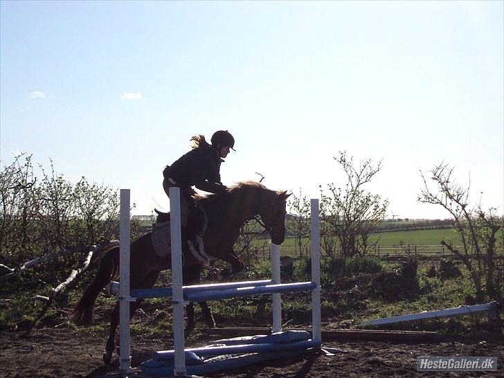 Anden særlig race Maarielunds Fairytale - træning d. 4/5 2010 foto: sara gade løgsted <3 TAK!!<3 *NYT* billede 11