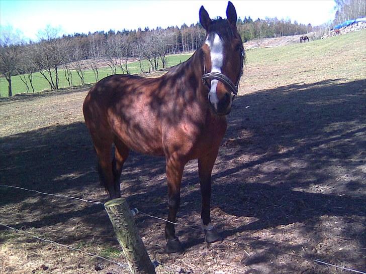 Fuldblod (XX) Competence (DEN) billede 17