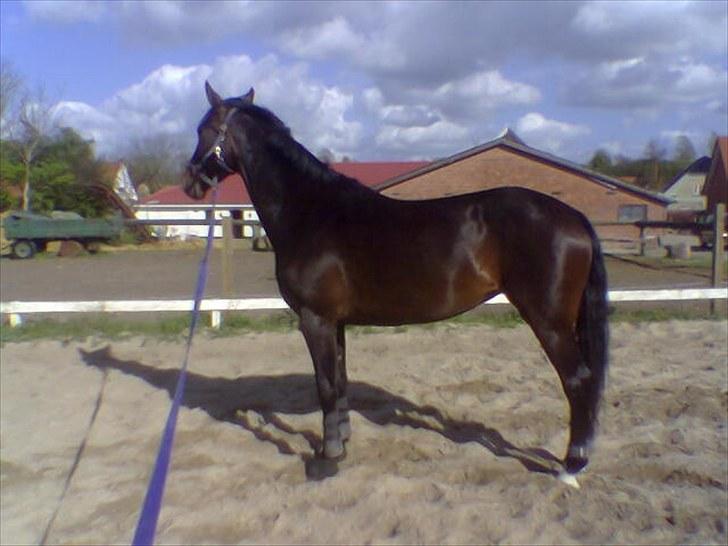 Anden særlig race Kroghgårds Luna - Luna som 4 års på Kroghsgård billede 4