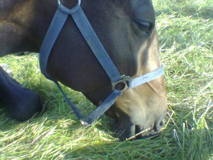 Anden særlig race Kroghgårds Luna - Tja træt kan man jo altid blive billede 6
