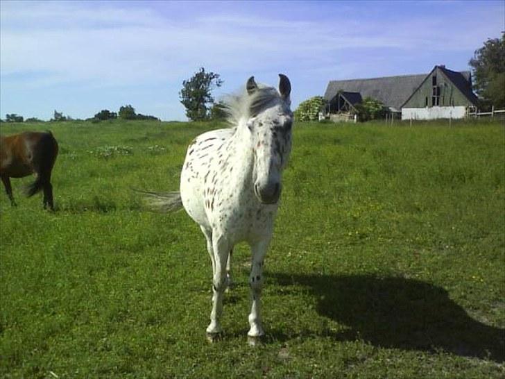 Anden særlig race Jack. - Den sødeste lille plettede pony :) billede 15