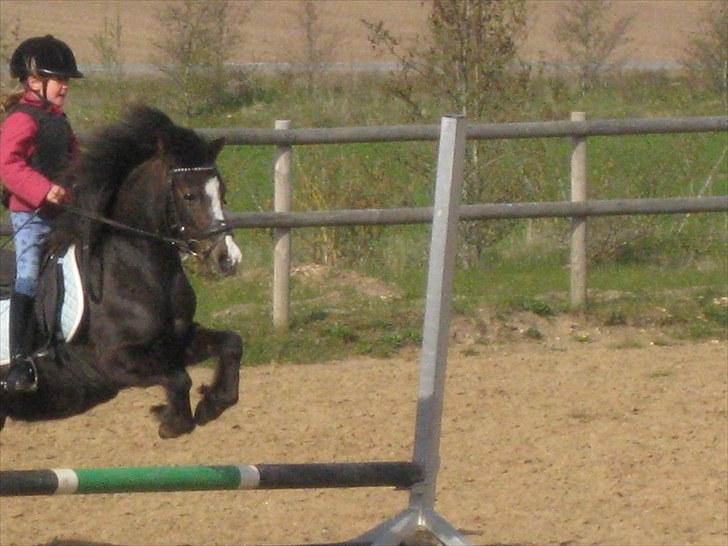 Welsh Pony af Cob-type (sec C) Kivi (SOLGT)  - NYT: Springundervisning maj 2010 billede 17