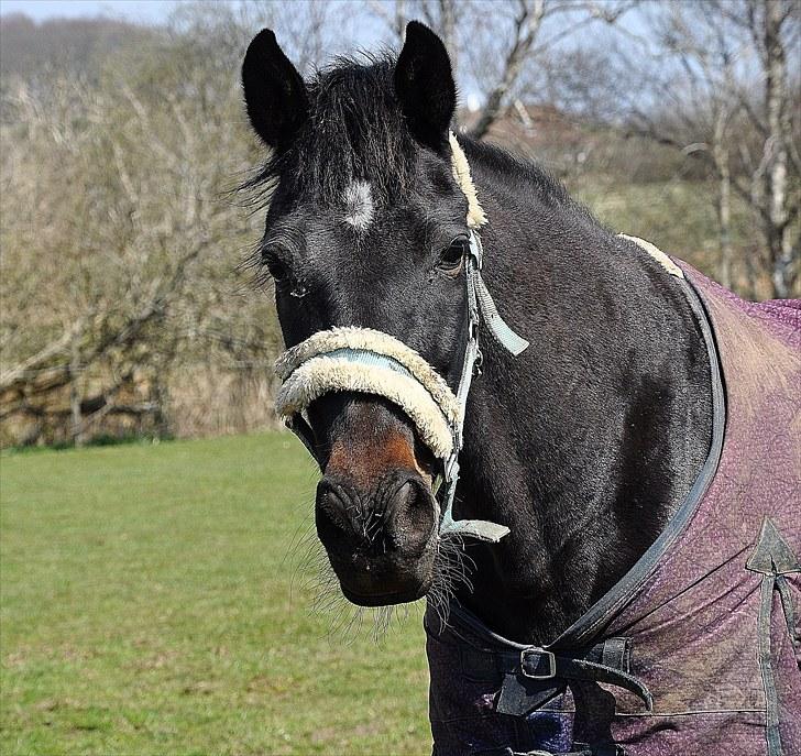 Traver Rhapsody Will [Himmelhest] billede 1