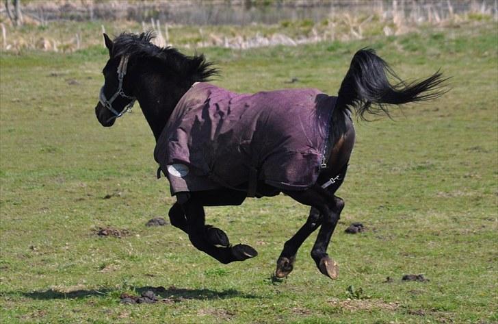 Traver Rhapsody Will [Himmelhest] billede 2