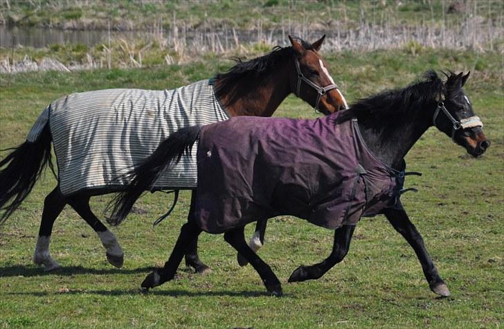 Traver Rhapsody Will [Himmelhest] billede 3