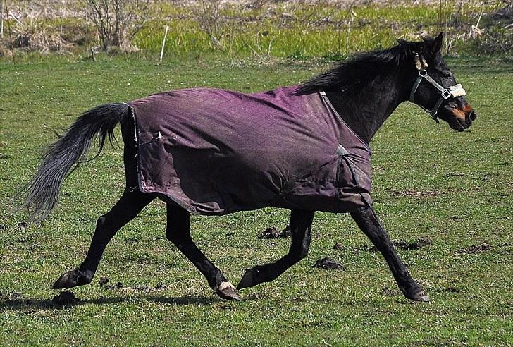 Traver Rhapsody Will [Himmelhest] billede 4